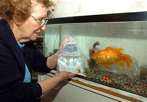 6 Largest Goldfish in the World - Largest.org