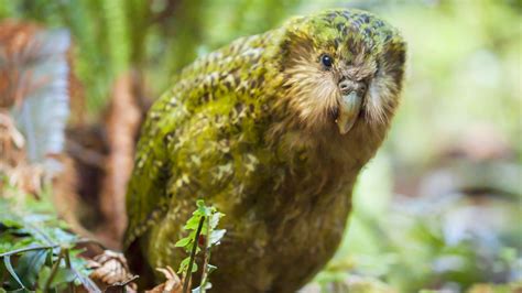 Image result for kakapo | Kakapo, Kakapo parrot, Parrot