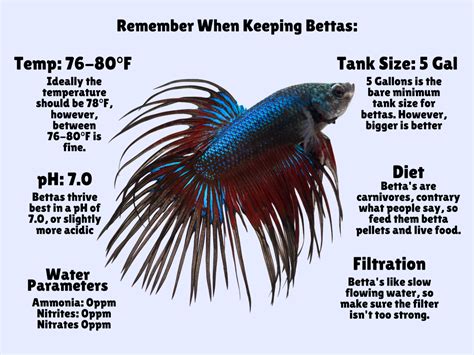 Betta Fish Care Guide: How To Care For Your Betta Fish - Betta Care Fish Guide