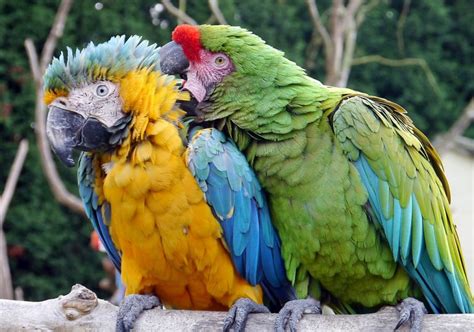 macaws grooming feathers - Birding World