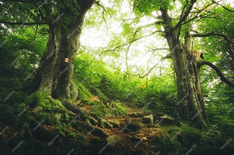 Premium Photo | Two big green trees with large roots in the woods