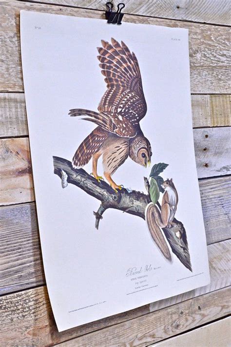 Large Vintage Audubon Print 1950s Audubon Barred Owl and Grey | Etsy ...