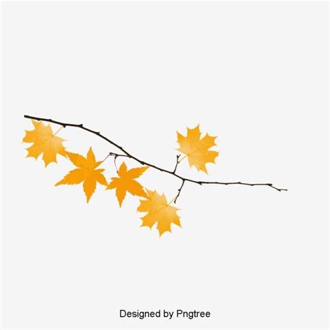 yellow leaves on a branch against a white background