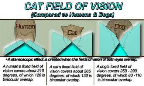 Cat Vision: How Cats See The World - PetHelpful