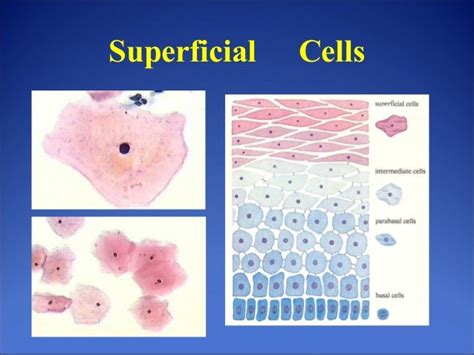 Pap smear (2)