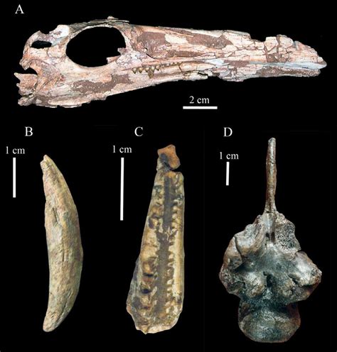 Archosauromorph reptiles from the Evangeline Member of the Wolfville... | Download Scientific ...