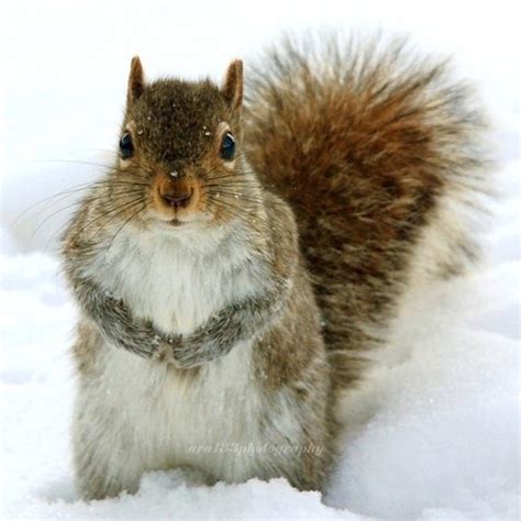 Squirrel! in the snow. | Animals beautiful, Animal photography, Nature photography animals