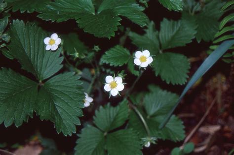 Wild Strawberry – Beaux Arbres Plantes Indigènes / Native Plants