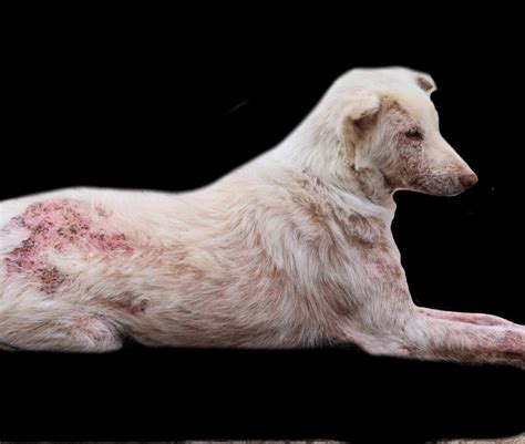 Albums 96+ Images Pictures Of Scabies On Dogs Excellent