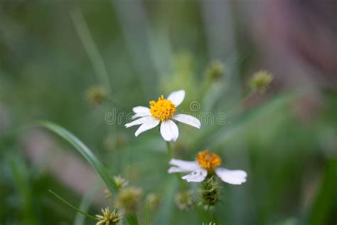 White Bidens Alba Flower in the Green Field in a Selective Focus Stock Image - Image of ...