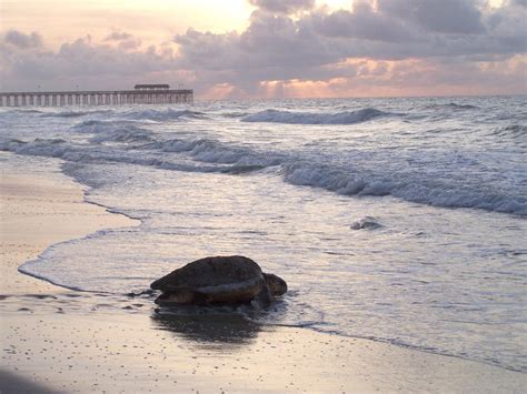 It’s Turtle Season in Myrtle Beach, South Carolina | Visit Myrtle Beach, SC