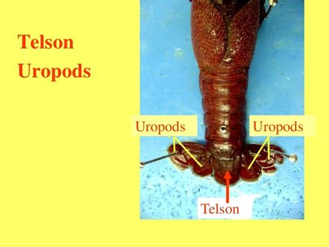 Crayfish dissection