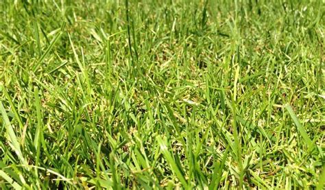 Centipede Grass: Eremochloa Ophiuroides Lawn Care – Gardendi