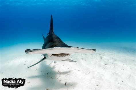 Top Four Shark Encounters in the Bahamas • Scuba Diver Life