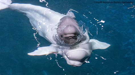 Shedd Aquarium's beluga whale, Mauyak, gives birth to calf - ABC7 Chicago