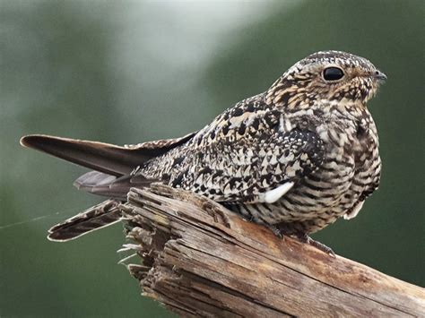 Common Nighthawk - eBird