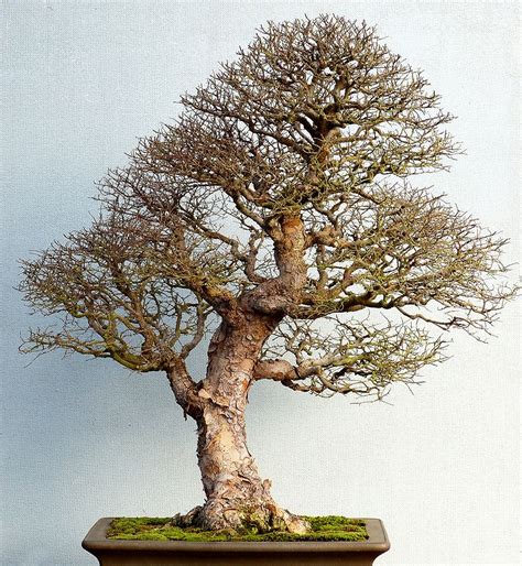 Bonsai in Winter - Graham Potter | Kaizen Bonsai Blog | Elm bonsai ...