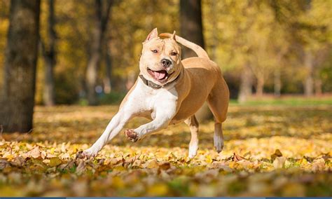 American Staffordshire Terrier: Characteristics & Care | BeChewy