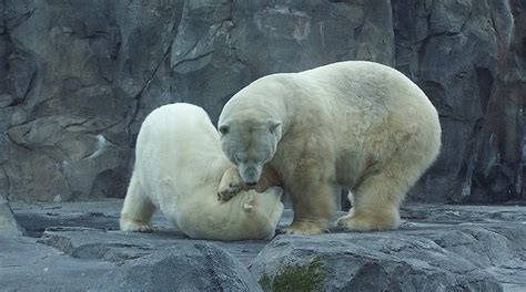 Webcam Polar bears at Alaska Zoo, Wild animals online - Online Live Cam