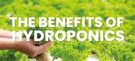 The Benefits Of Hydroponics - Gardeners Corner