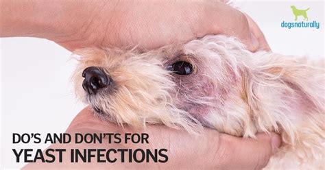 Yeast Ear Infection In Dogs Home Remedies