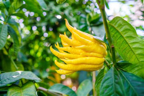 Buddha's hand: planting, overwintering & care - Plantura