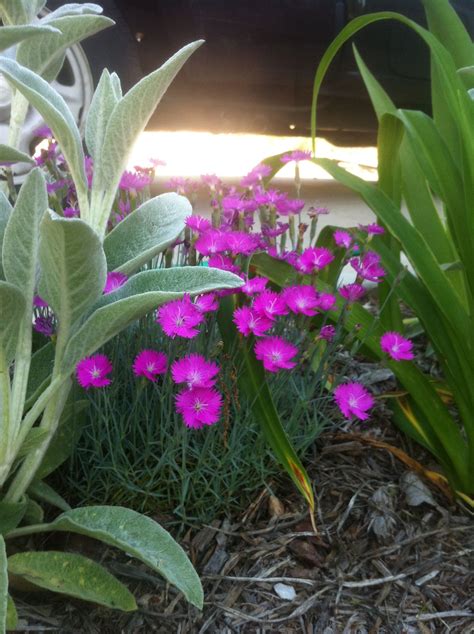 Lamb's Ear & Dianthus Libman, Lambs Ear, Wild Flowers, Growing, Gardening, Property, Plants ...