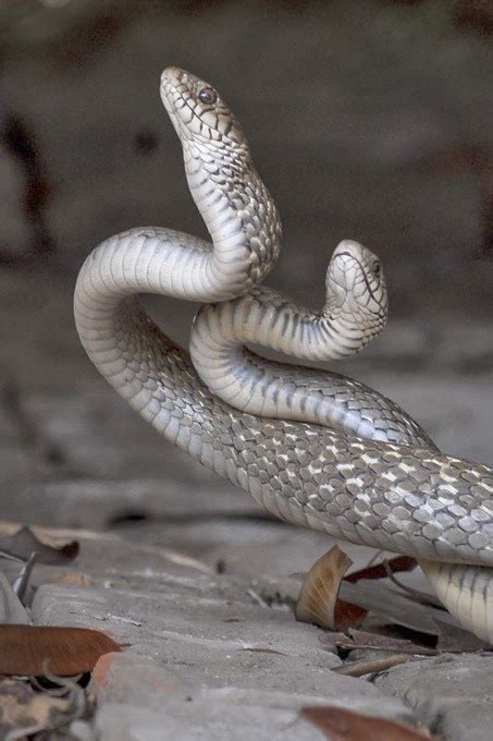 behavior of snakes: as it passes | PHOTOS-0