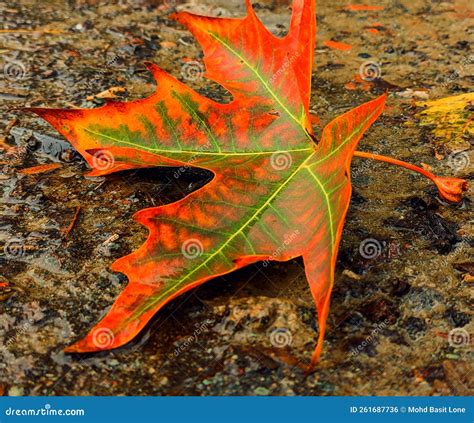 Red Chinar leaf in autumn. stock photo. Image of trunk - 261687736