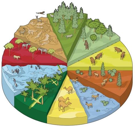 Environment and Ecosystem, Components of an Ecosystem - PMF IAS