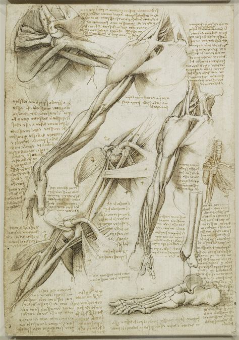 Anatomy Meets Art: Da Vinci's Drawings | Royal Collection | Live Science