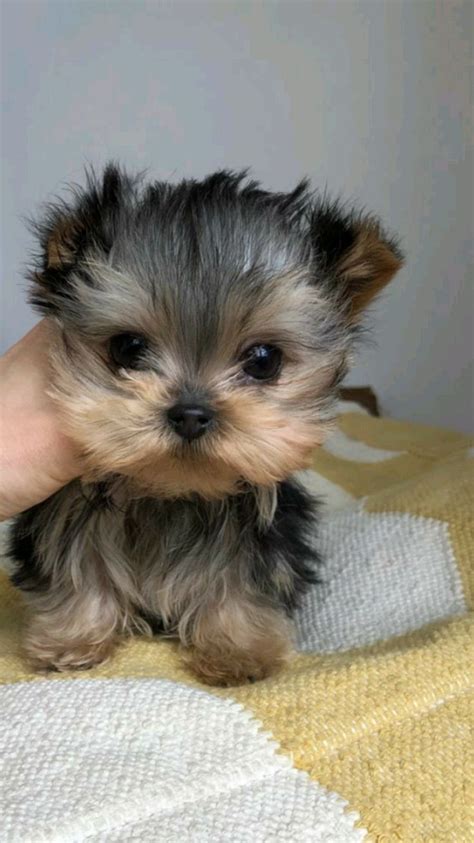 yorkie puppies for adoption | Dog playground, Yorkie puppies for ...