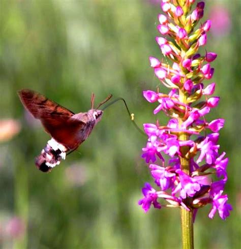 OrchidCraze: Orchids and Pollinators...together