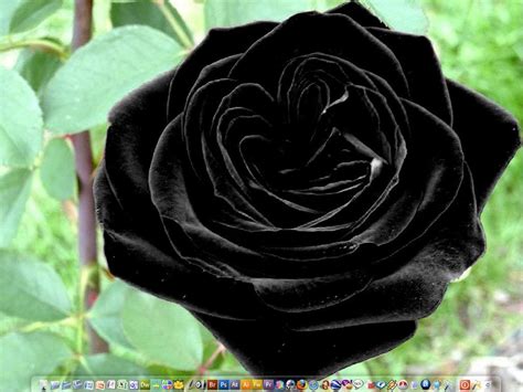 ROSES: Black Roses