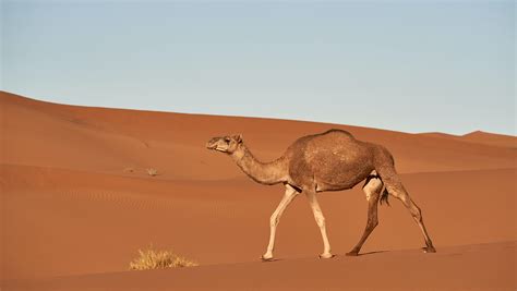 Camel Fact Sheet | Blog | Nature | PBS