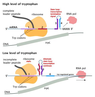 Difference between Lac and Trp Operon