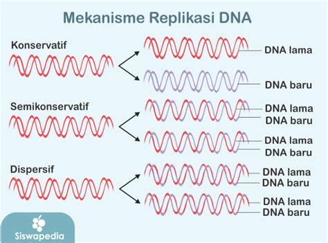 Teori replikasi dna | Augusta