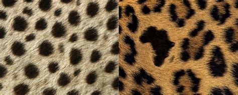 Cheetah Vs Leopard: 7 Key Differences Between These Big Cats