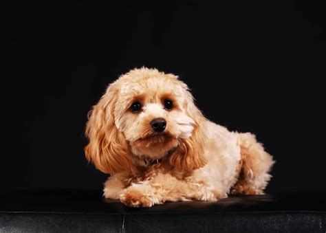 Cockapoo: Cocker Spaniel Poodle Mix