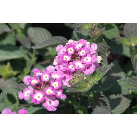 Costa Farms 1 Qt. Purple Lantana Plant in Grower Pot (8-Pack)-4LANTPUR8PK - The Home Depot