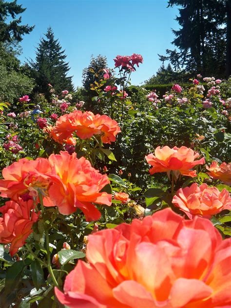 Rose Garden, Portland, OR Stella Rose, Portlandia, Rose Garden, Vermont, Places Ive Been ...