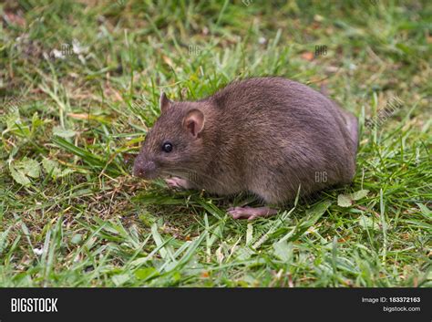 Wild Brown Rat Animal Image & Photo (Free Trial) | Bigstock