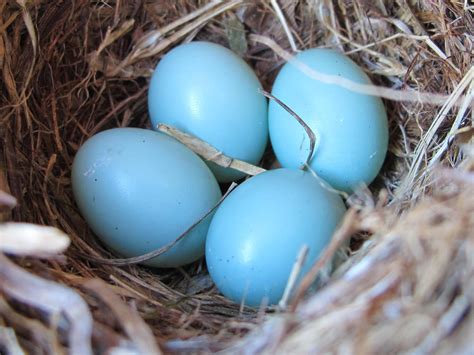 Blue Jay Barrens: Nests and Eggs