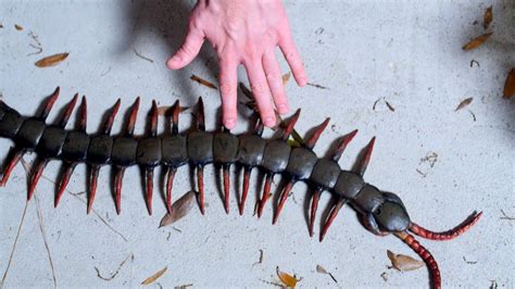 WORLD'S LARGEST CENTIPEDE! - YouTube