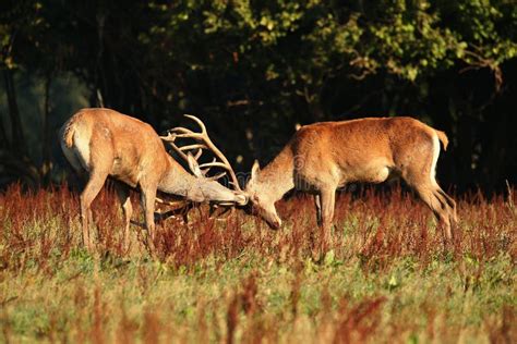 Red Deer during the Deer Rut in the Nature Habitat of Czech Republic Stock Image - Image of ...