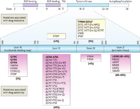 EGFR mutations in NSCLC. (Reproduced from reference 10 with permission... | Download Scientific ...