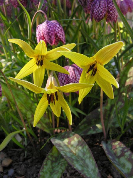 Erythronium americanum | North American Rock Garden Society