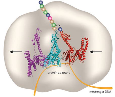 Frontiers | A Ribosome Without RNA