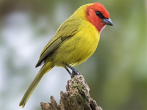 Red-headed Tanager - eBird