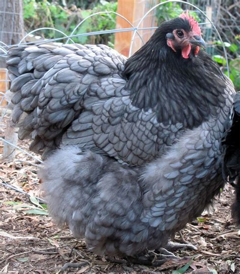 Blue Orpington | Pet chickens, Chicken breeds, Chickens backyard